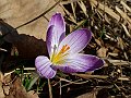 Liliaceae - Bulbocodium vernum_1